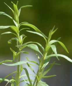 Roots Plants Herbs 3 Organic French Tarragon Plants