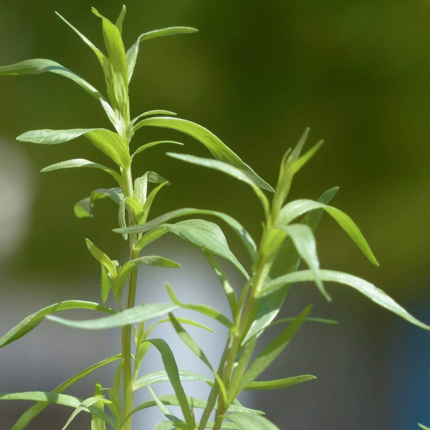 Roots Plants Herbs 3 Organic French Tarragon Plants 3 Roots Plants Herbs 3 Organic French Tarragon Plants