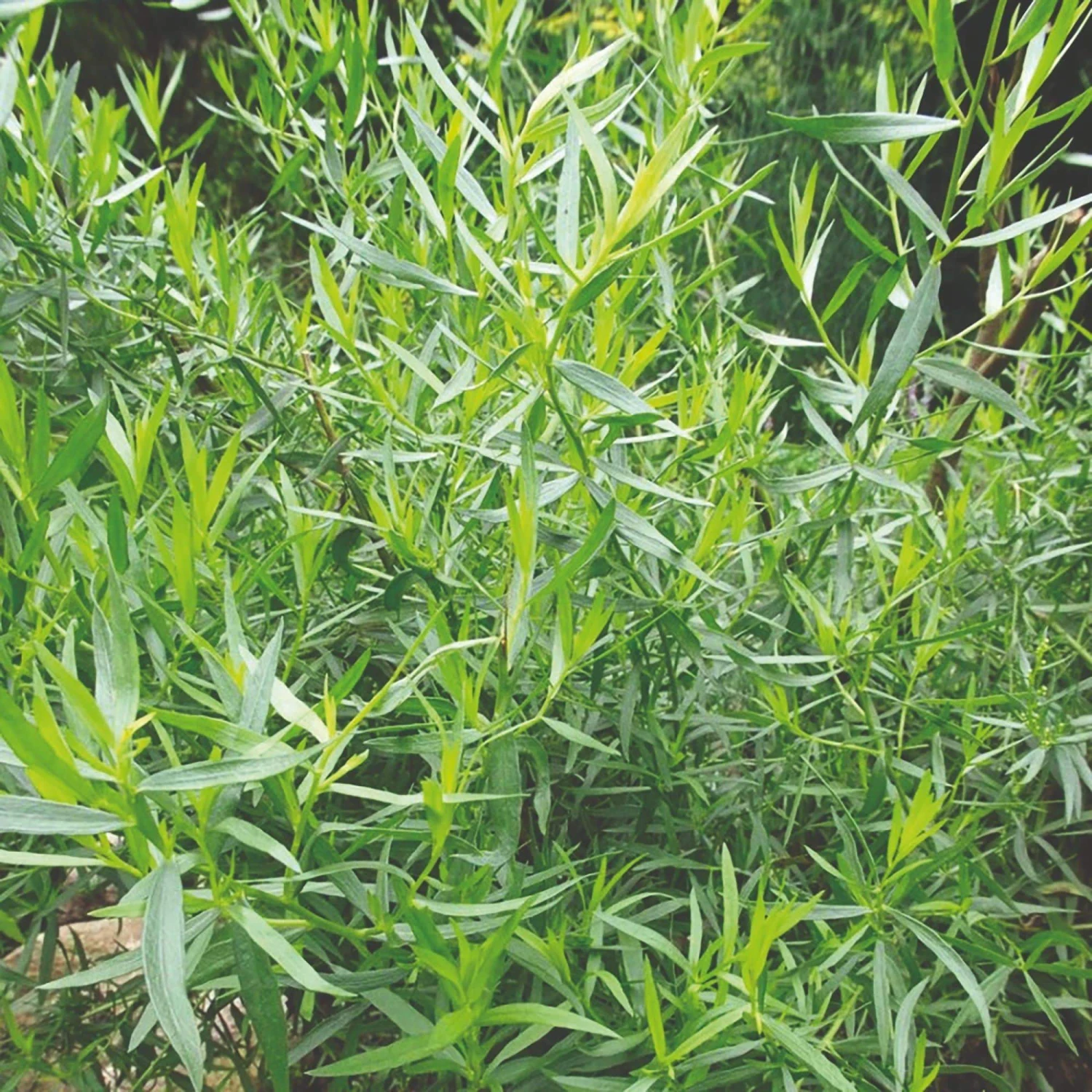 Roots Plants Herbs 3 Organic French Tarragon Plants 4 Roots Plants Herbs 3 Organic French Tarragon Plants