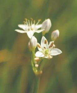 Roots Plants 3 Organic Garlic Chives Plants