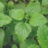 Roots Plants 3 Organic Lemon Balm Plants Herbs