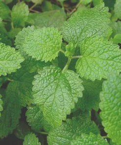 Roots Plants 12 Organic Botanicals Herb Plants For Gin