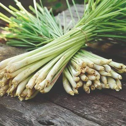 Roots Plants Herbs 3 Organic Lemon Grass Plants 3 Roots Plants Herbs 3 Organic Lemon Grass Plants
