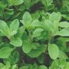 Roots Plants 3 Organic Marjoram Plants Herbs