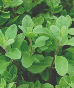 Roots Plants 3 Organic Marjoram Plants Herbs