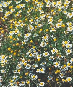 Roots Plants Herbs 3 Organic Chamomile Plants