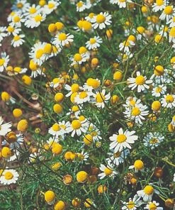 Roots Plants Herbs 3 Organic Chamomile Plants