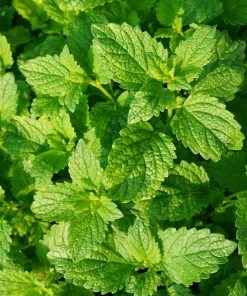 Roots Plants 3 Organic Garden Mint Plants