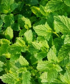 Roots Plants 3 Organic Garden Mint Plants