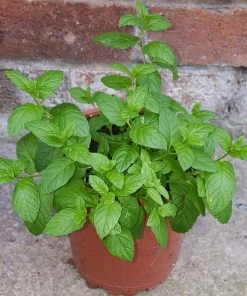 Roots Plants All Vegetable Plants 12 Organic Indoor Herb Plants