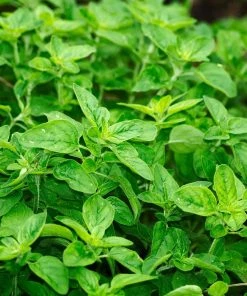 Roots Plants All Vegetable Plants 12 Organic Italian Herbs Plants