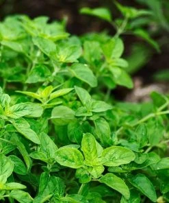 Roots Plants 3 Organic Greek Oregano Plants Herbs