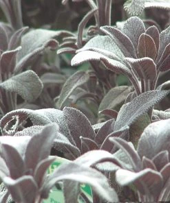 Roots Plants Herbs 3 Organic Sage Plants