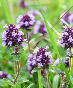 Roots Plants All Vegetable Plants 12 Organic Italian Herbs Plants