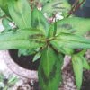 Roots Plants 3 Organic Vietnamese Coriander Plants Herbs