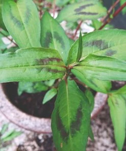 Roots Plants 3 Organic Vietnamese Coriander Plants Herbs