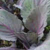 Roots Plants 10 Organic 'Red Drumhead' Red Cabbage Plants