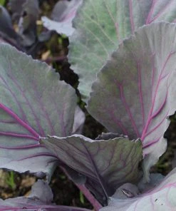 Roots Plants 10 Organic 'Red Drumhead' Red Cabbage Plants