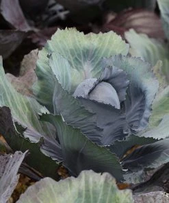 Roots Plants 10 Organic 'Red Drumhead' Red Cabbage Plants