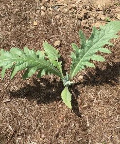 Roots Plants Brassicas & Leafy Greens 5 Organic 'Green Globe' Artichokes Plants