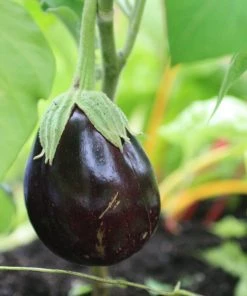 Roots Plants 5 Organic'Black Beauty' Aubergine Plants