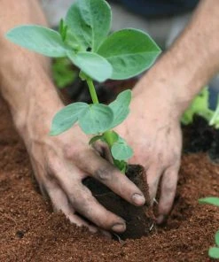 Roots Plants 10 Organic 'Aquadulce Claudia' Broad Bean Plants Peas & Beans