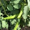Roots Plants 10 Organic 'Aquadulce Claudia' Broad Bean Plants Peas & Beans