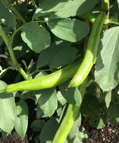 Roots Plants 10 Organic 'Aquadulce Claudia' Broad Bean Plants Peas & Beans