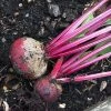 Roots Plants 10 Organic 'Detroit' Beetroot Plants 2 Roots Plants 10 Organic 'Detroit' Beetroot Plants