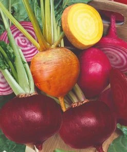 Roots Plants 30 Mixed Organic Beetroot Plants