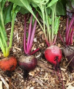 Roots Plants 30 Mixed Organic Beetroot Plants 7 Roots Plants 30 Mixed Organic Beetroot Plants
