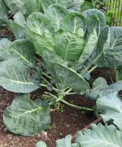 Roots Plants Brassicas & Leafy Greens 10 Organic 'Evesham Special' Brussels Sprouts Plants