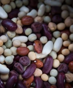 Roots Plants All Vegetable Plants Organic Gourmet Beans & Peas Collection 60 Plants