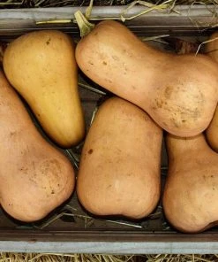 Roots Plants 3 Organic 'Waltham Butternut' Butternut Squash Plants Root Vegetables