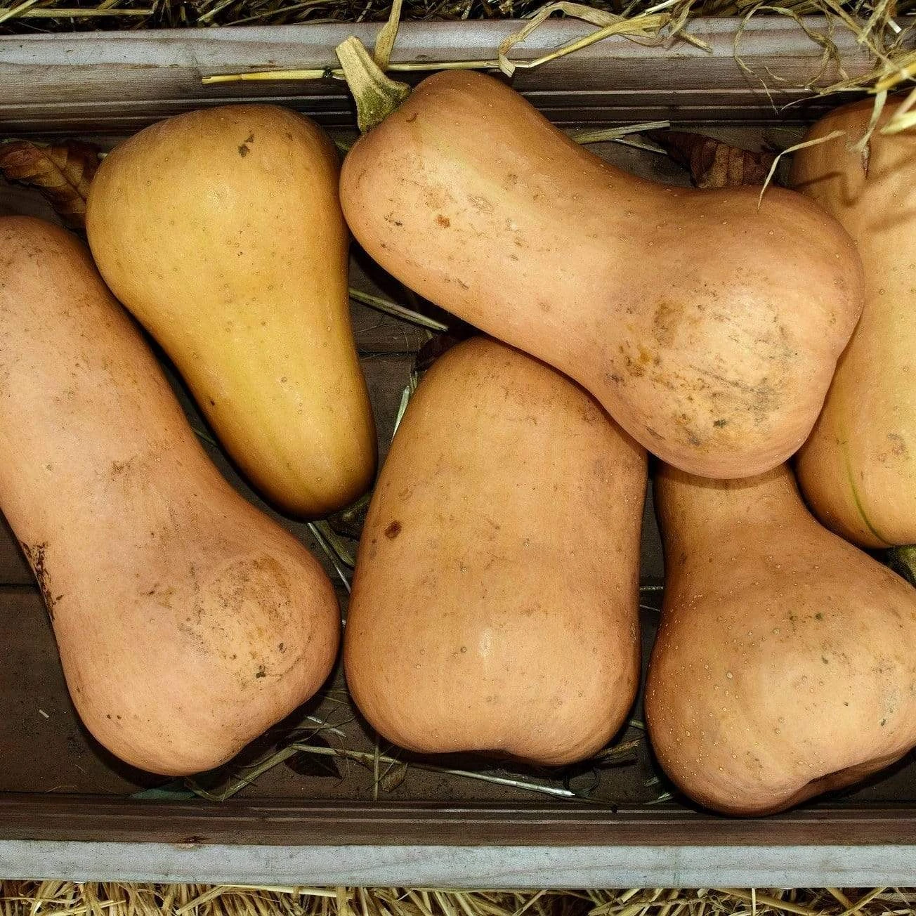 Roots Plants 3 Organic 'Waltham Butternut' Butternut Squash Plants Root Vegetables 4 Roots Plants 3 Organic 'Waltham Butternut' Butternut Squash Plants Root Vegetables
