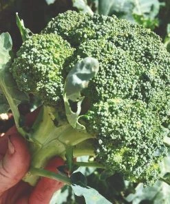 Roots Plants Brassicas & Leafy Greens 20 Best Broccoli Plants Collection | Growers Choice 9 Roots Plants Brassicas & Leafy Greens 20 Best Broccoli Plants Collection | Growers Choice