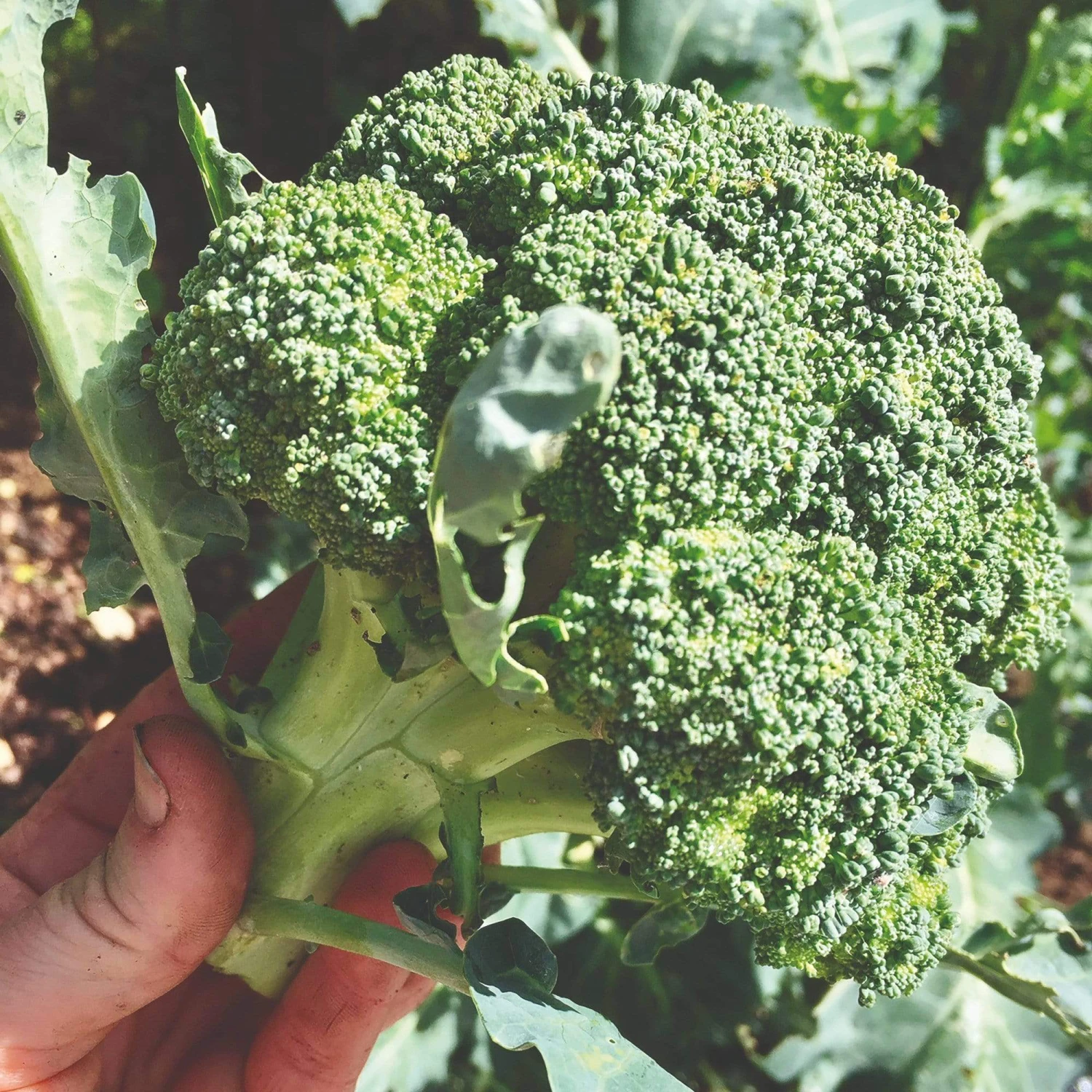 Roots Plants Brassicas & Leafy Greens 20 Best Broccoli Plants Collection | Growers Choice 5 Roots Plants Brassicas & Leafy Greens 20 Best Broccoli Plants Collection | Growers Choice