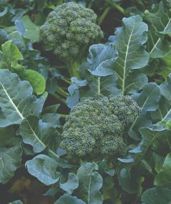 Roots Plants 10 Organic 'Green Sprouting' Calabrese Broccoli Plants Brassicas & Leafy Greens