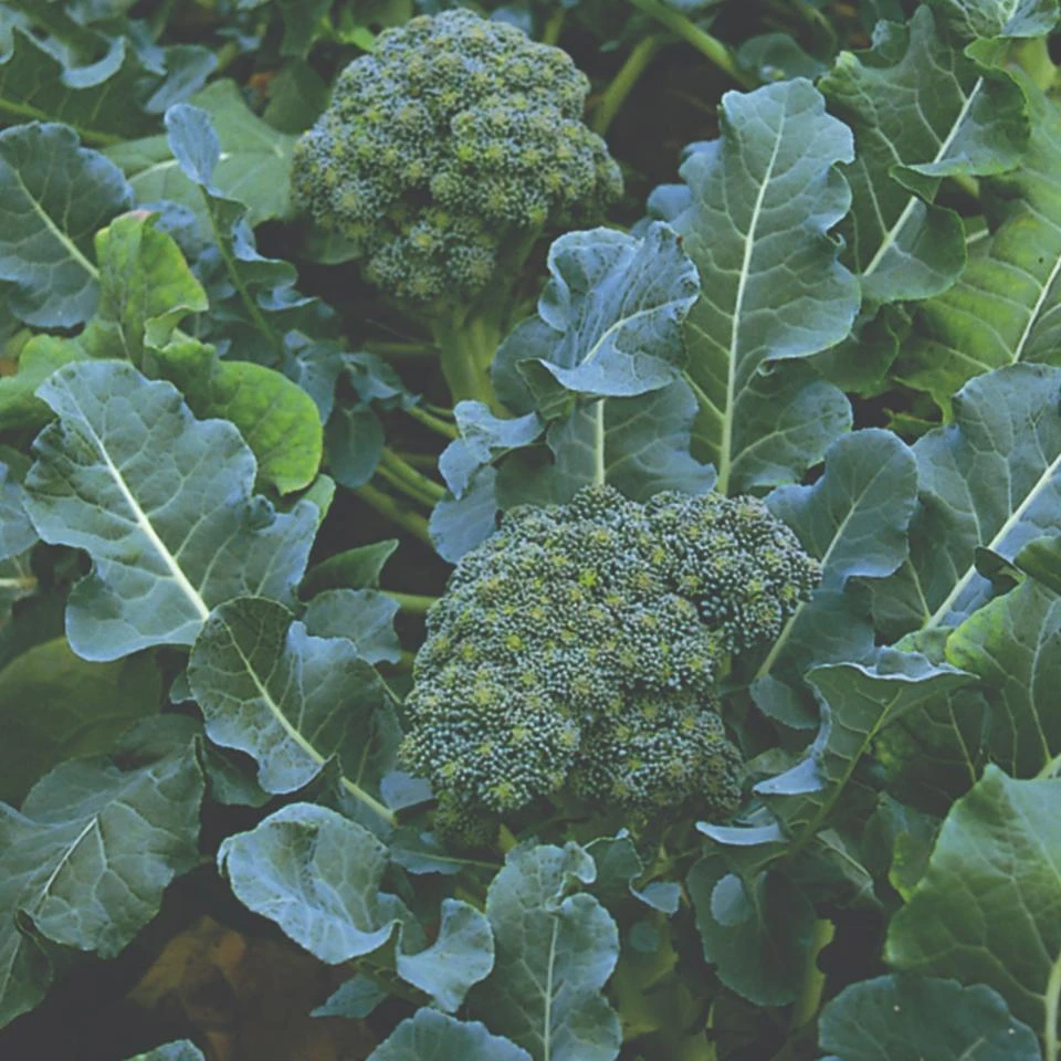 Roots Plants Brassicas & Leafy Greens 20 Best Broccoli Plants Collection | Growers Choice 4 Roots Plants Brassicas & Leafy Greens 20 Best Broccoli Plants Collection | Growers Choice