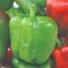 Roots Plants 3 Organic 'Californian Wonder' Sweet Pepper Plants