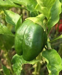 Roots Plants 3 Organic 'Californian Wonder' Sweet Pepper Plants