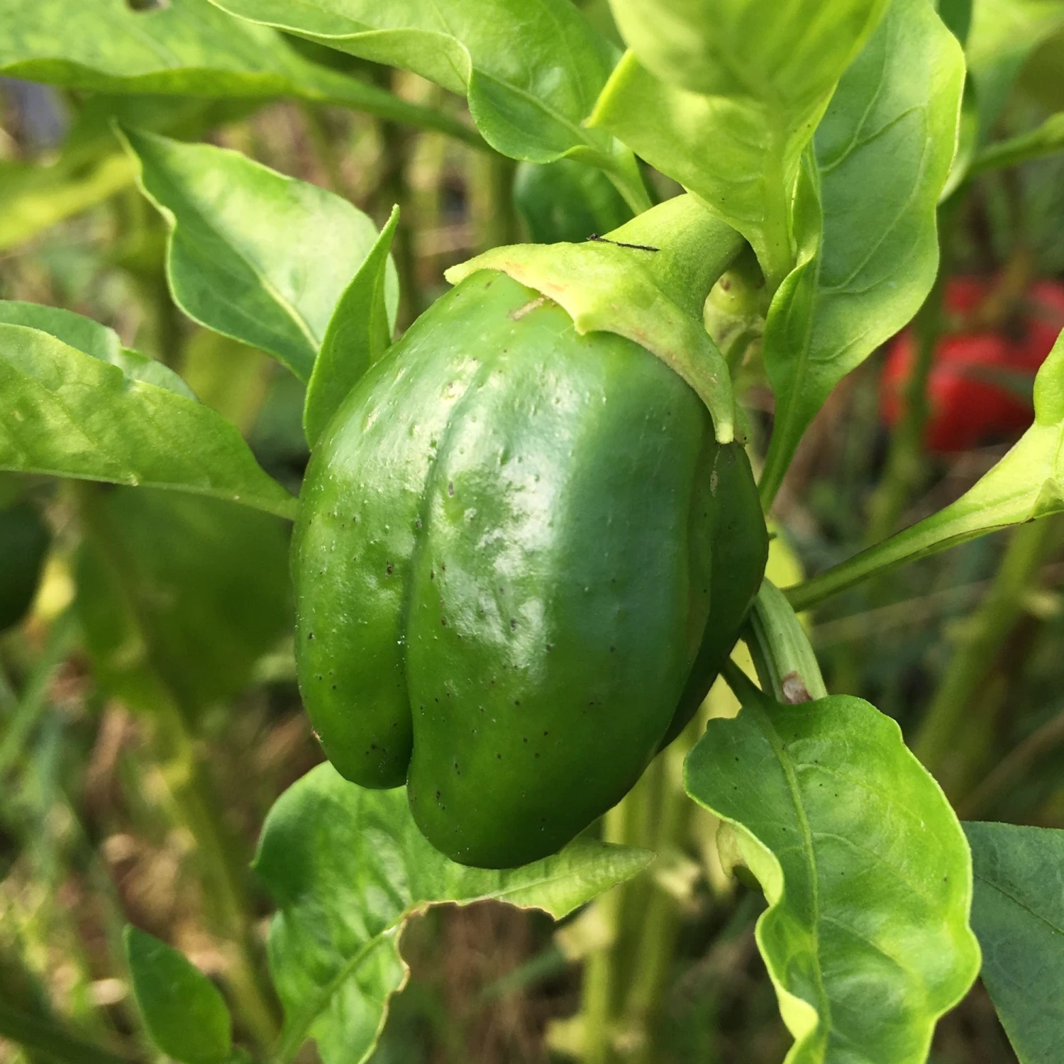 Roots Plants 41 Vegetables Plants For Pots | Tomatoes, Peppers & More 5 Roots Plants 41 Vegetables Plants For Pots | Tomatoes, Peppers & More