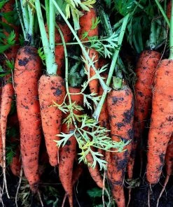 Roots Plants Organic Root Veg Collection | 50 Plants