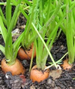 Roots Plants 58 Colourful Vegetable Plants | Eat The Rainbow All Vegetable Plants 17 Roots Plants 58 Colourful Vegetable Plants | Eat The Rainbow All Vegetable Plants