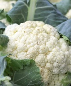 Roots Plants 10 Organic All Year Round Cauliflower Plants Brassicas & Leafy Greens