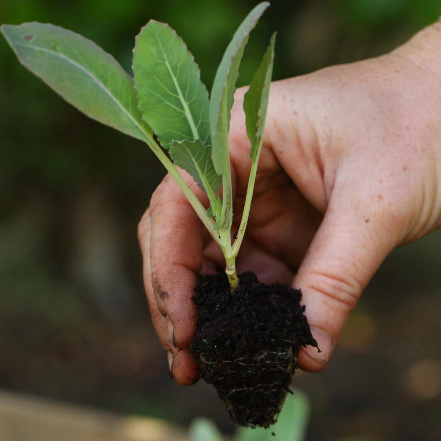 Roots Plants 58 Colourful Vegetable Plants | Eat The Rainbow All Vegetable Plants 13 Roots Plants 58 Colourful Vegetable Plants | Eat The Rainbow All Vegetable Plants