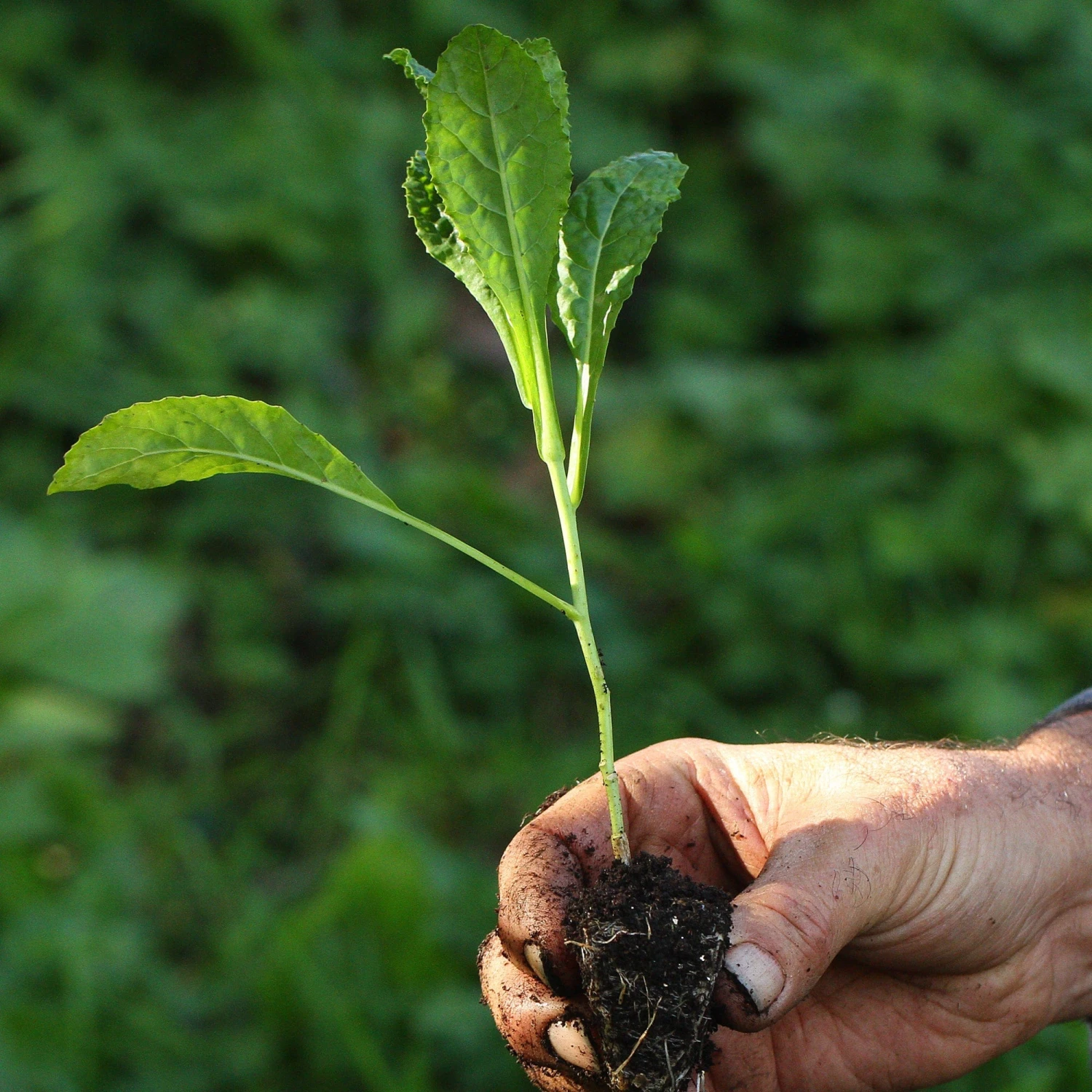 Roots Plants 41 Vegetables Plants For Pots | Tomatoes, Peppers & More 10 Roots Plants 41 Vegetables Plants For Pots | Tomatoes, Peppers & More