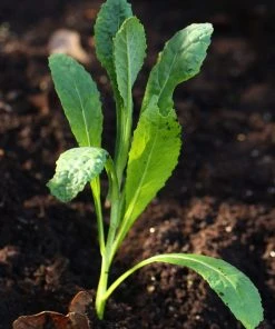 Roots Plants Brassicas & Leafy Greens 10 Organic 'Nero Di Toscana' Kale Plants
