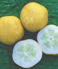 Roots Plants All Vegetable Plants 41 Organic Unusual Vegetable Plants