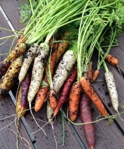 Roots Plants 10 Organic Colourful Carrot Plants Root Vegetables